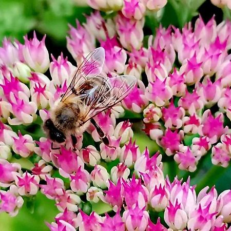 Fewo "Am Bienenstock" In Dallgow-Doberitz Exteriör bild