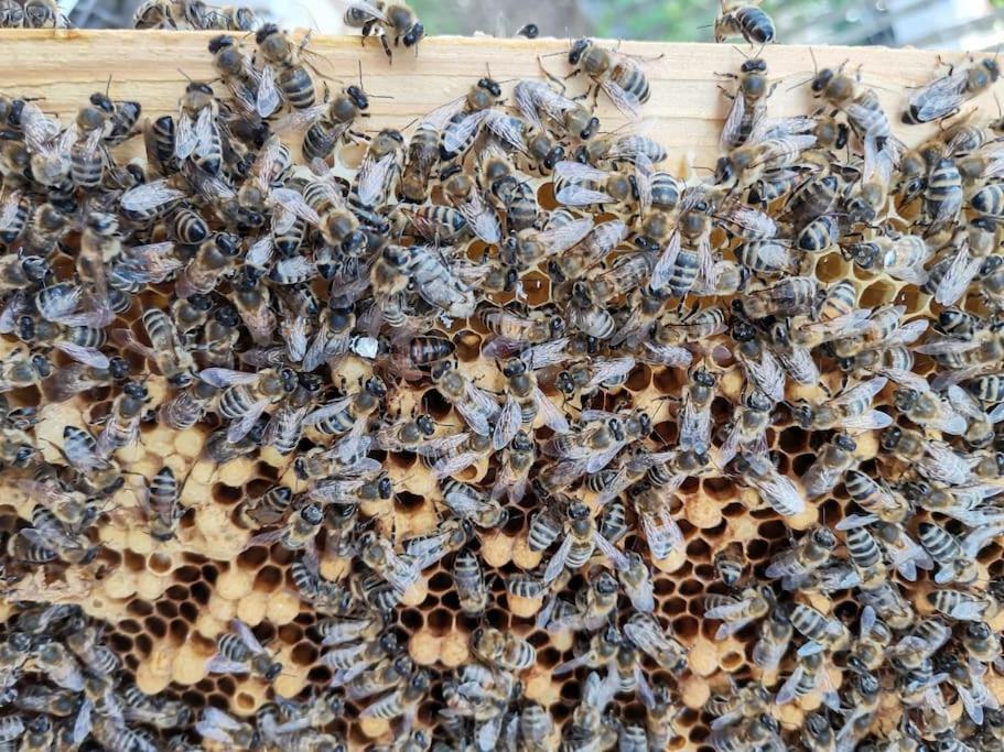 Fewo "Am Bienenstock" In Dallgow-Doberitz Exteriör bild