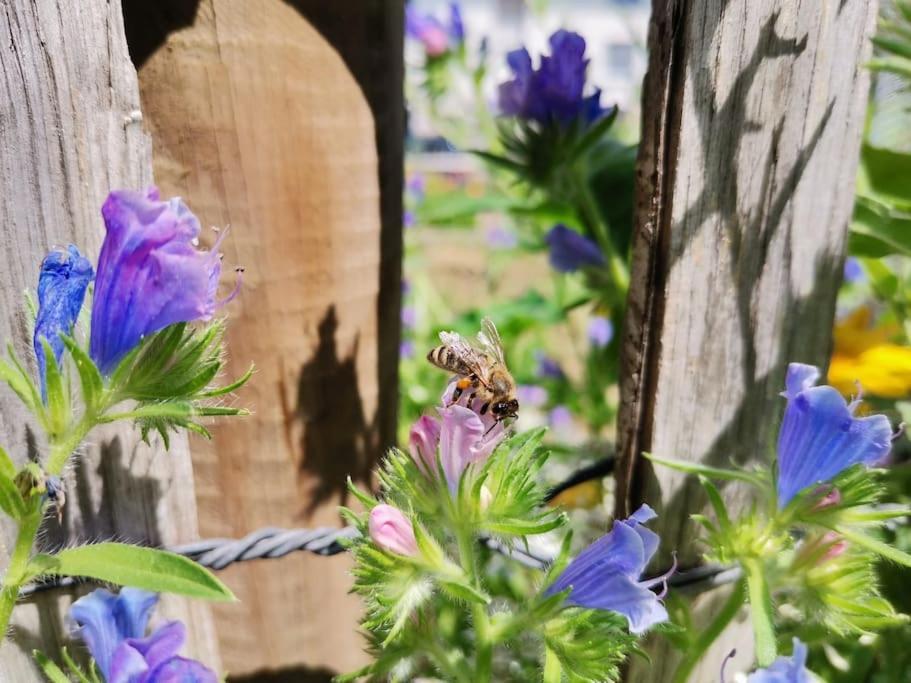 Fewo "Am Bienenstock" In Dallgow-Doberitz Exteriör bild